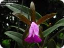 Cattleya dormaniana